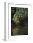 Borneo_D284-Craig Lovell-Framed Photographic Print