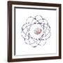 Boron, Atomic Model-Friedrich Saurer-Framed Photographic Print