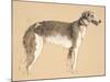 Borzoi, 1930, Illustrations from His Sketch Book Used for 'Just among Friends', Later Published by-Cecil Charles Windsor Aldin-Mounted Giclee Print