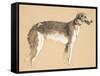 Borzoi, 1930, Illustrations from His Sketch Book Used for 'Just among Friends', Later Published by-Cecil Charles Windsor Aldin-Framed Stretched Canvas