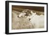 Borzoi, Head, 1910-null-Framed Art Print