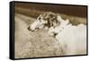 Borzoi, Head, 1910-null-Framed Stretched Canvas