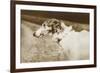 Borzoi, Head, 1910-null-Framed Premium Giclee Print