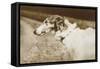 Borzoi, Head, 1910-null-Framed Stretched Canvas