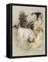 Borzoi-Barbara Keith-Framed Stretched Canvas