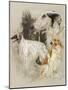 Borzoi-Barbara Keith-Mounted Giclee Print