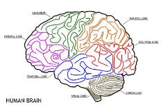 The Human Brain Structure-boscorelli-Art Print