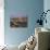 Bosham, West Sussex, England, UK-Pearl Bucknall-Photographic Print displayed on a wall