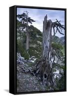 Bosinian Pine (Pinus Leucodermis) Dead Trunk, Pollino National Park, Basilicata, Italy, May 2009-Müller-Framed Stretched Canvas