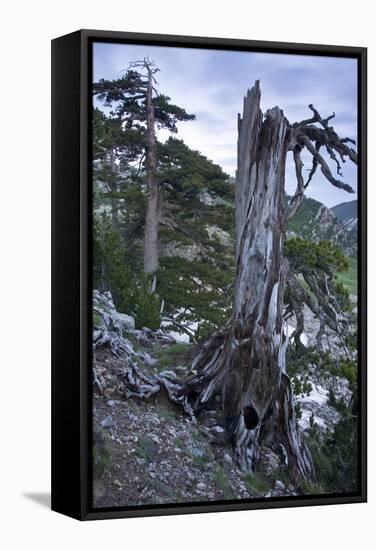 Bosinian Pine (Pinus Leucodermis) Dead Trunk, Pollino National Park, Basilicata, Italy, May 2009-Müller-Framed Stretched Canvas