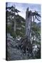 Bosinian Pine (Pinus Leucodermis) Dead Trunk, Pollino National Park, Basilicata, Italy, May 2009-Müller-Stretched Canvas