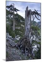 Bosinian Pine (Pinus Leucodermis) Dead Trunk, Pollino National Park, Basilicata, Italy, May 2009-Müller-Mounted Photographic Print