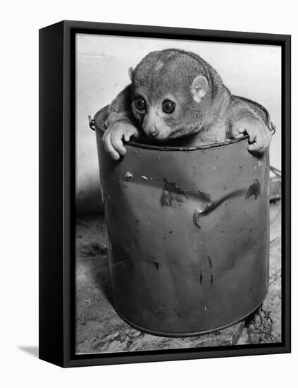 Bosman's Potto in a Paint Can-null-Framed Stretched Canvas