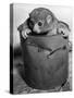 Bosman's Potto in a Paint Can-null-Stretched Canvas