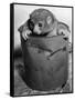 Bosman's Potto in a Paint Can-null-Framed Stretched Canvas