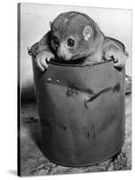 Bosman's Potto in a Paint Can-null-Stretched Canvas