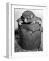 Bosman's Potto in a Paint Can-null-Framed Photographic Print