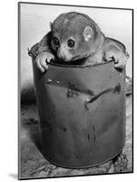 Bosman's Potto in a Paint Can-null-Mounted Photographic Print