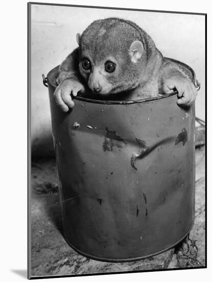 Bosman's Potto in a Paint Can-null-Mounted Photographic Print