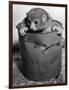 Bosman's Potto in a Paint Can-null-Framed Photographic Print