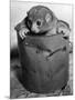 Bosman's Potto in a Paint Can-null-Mounted Photographic Print