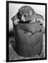 Bosman's Potto in a Paint Can-null-Framed Photographic Print