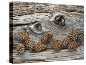 Bosnian Pine (Pinus Leucodermis) Close-Up Fallen Trunk Bark with Cones, Pollino, Basilicata, Italy-M?ller-Stretched Canvas