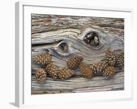 Bosnian Pine (Pinus Leucodermis) Close-Up Fallen Trunk Bark with Cones, Pollino, Basilicata, Italy-M?ller-Framed Photographic Print