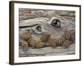 Bosnian Pine (Pinus Leucodermis) Close-Up Fallen Trunk Bark with Cones, Pollino, Basilicata, Italy-M?ller-Framed Photographic Print