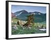 Bosnian Pine (Pinus Leucodermis - Heldreichii) in Rock Strewn Landscape, Pollino, Basilicata, Italy-Müller-Framed Photographic Print