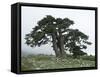 Bosnian Pine (Pinus Leucodermis) Trees, Pollino National Park, Basilicata, Italy, May 2009-Müller-Framed Stretched Canvas