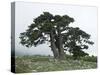 Bosnian Pine (Pinus Leucodermis) Trees, Pollino National Park, Basilicata, Italy, May 2009-Müller-Stretched Canvas