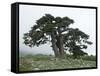 Bosnian Pine (Pinus Leucodermis) Trees, Pollino National Park, Basilicata, Italy, May 2009-Müller-Framed Stretched Canvas