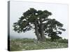 Bosnian Pine (Pinus Leucodermis) Trees, Pollino National Park, Basilicata, Italy, May 2009-Müller-Stretched Canvas