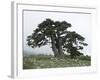 Bosnian Pine (Pinus Leucodermis) Trees, Pollino National Park, Basilicata, Italy, May 2009-Müller-Framed Photographic Print