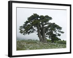 Bosnian Pine (Pinus Leucodermis) Trees, Pollino National Park, Basilicata, Italy, May 2009-Müller-Framed Photographic Print