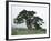 Bosnian Pine (Pinus Leucodermis) Trees, Pollino National Park, Basilicata, Italy, May 2009-Müller-Framed Photographic Print