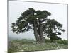 Bosnian Pine (Pinus Leucodermis) Trees, Pollino National Park, Basilicata, Italy, May 2009-Müller-Mounted Photographic Print