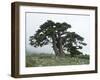 Bosnian Pine (Pinus Leucodermis) Trees, Pollino National Park, Basilicata, Italy, May 2009-Müller-Framed Photographic Print