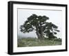 Bosnian Pine (Pinus Leucodermis) Trees, Pollino National Park, Basilicata, Italy, May 2009-Müller-Framed Photographic Print