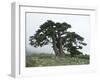 Bosnian Pine (Pinus Leucodermis) Trees, Pollino National Park, Basilicata, Italy, May 2009-Müller-Framed Photographic Print