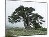 Bosnian Pine (Pinus Leucodermis) Trees, Pollino National Park, Basilicata, Italy, May 2009-Müller-Mounted Photographic Print