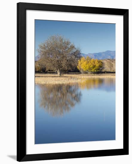 Bosque del Apache National Wildlife Refuge, fall, New Mexico-Maresa Pryor-Framed Photographic Print