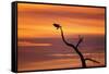 Bosque Del Apache Nwr, New Mexico. Bald Eagle Landing-Larry Ditto-Framed Stretched Canvas