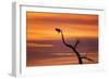 Bosque Del Apache Nwr, New Mexico. Bald Eagle Landing-Larry Ditto-Framed Photographic Print