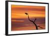 Bosque Del Apache Nwr, New Mexico. Bald Eagle Landing-Larry Ditto-Framed Photographic Print