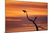 Bosque Del Apache Nwr, New Mexico. Bald Eagle Landing-Larry Ditto-Mounted Photographic Print