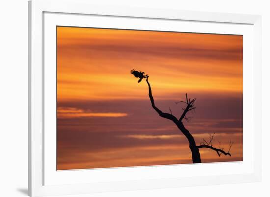 Bosque Del Apache Nwr, New Mexico. Bald Eagle Landing-Larry Ditto-Framed Photographic Print