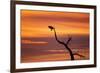 Bosque Del Apache Nwr, New Mexico. Bald Eagle Landing-Larry Ditto-Framed Photographic Print