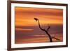 Bosque Del Apache Nwr, New Mexico. Bald Eagle Landing-Larry Ditto-Framed Photographic Print